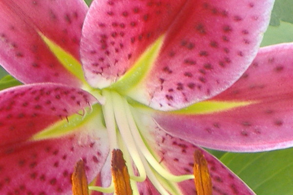 stargazer
