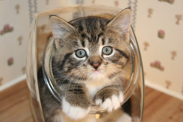 Kitten Candy