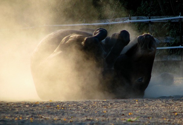 Evening dust bath