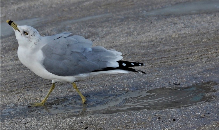 Gull Looks To The Sky