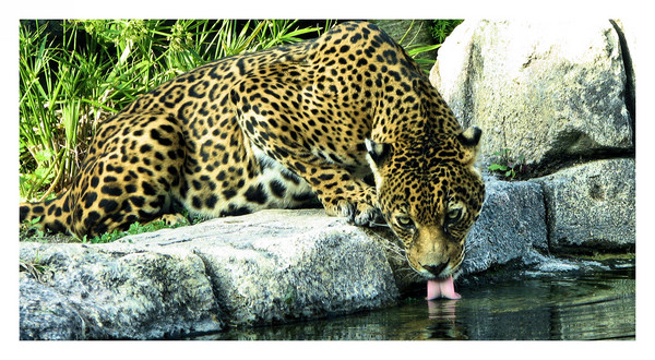 Thirsty Jag