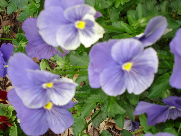 blue pansys