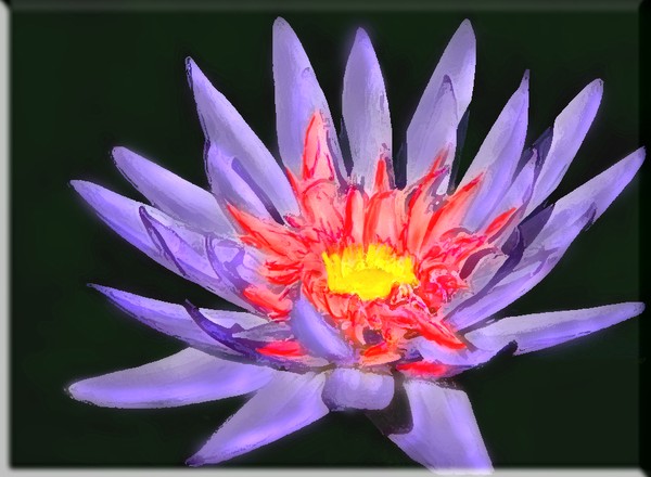 THE ELEGANT GLIMMER OF THE WATERLILLY IN THE MOON