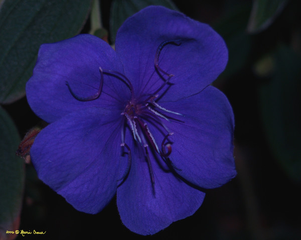 BLUE VELVET