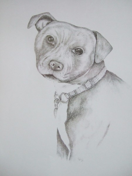 staffy