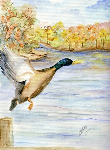 Mallard on The Connecticut River