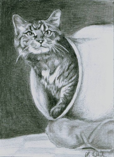 Tabby Cat