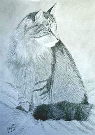 Cat 28