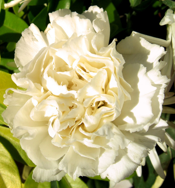 creamy carnation