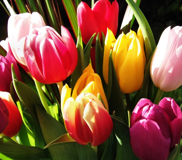 tulips