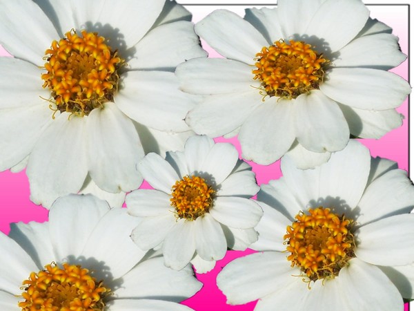 Five White Daisies
