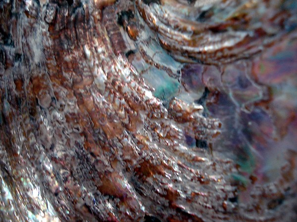 marinus2