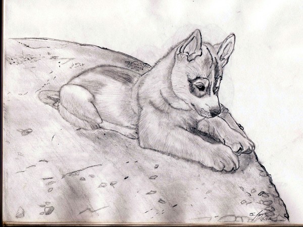 baby wolf pictures to draw