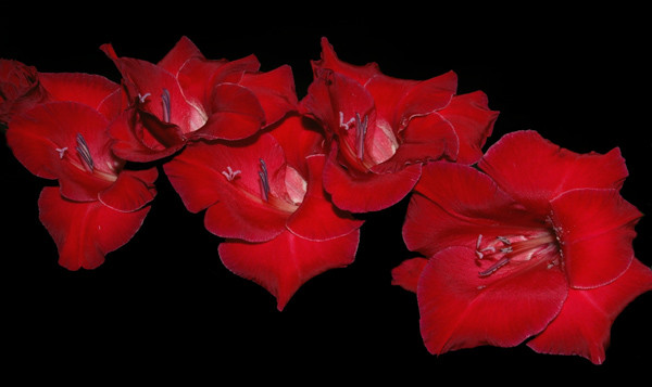 Red Gladiola