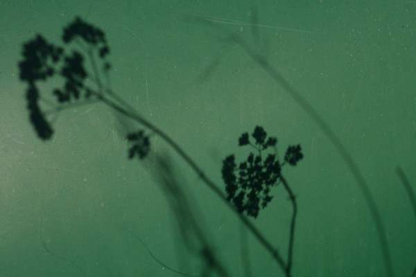 Shadows of Early Spring