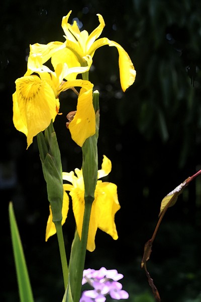 Water Iris