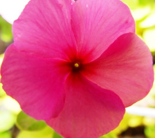 Pretty in Pink