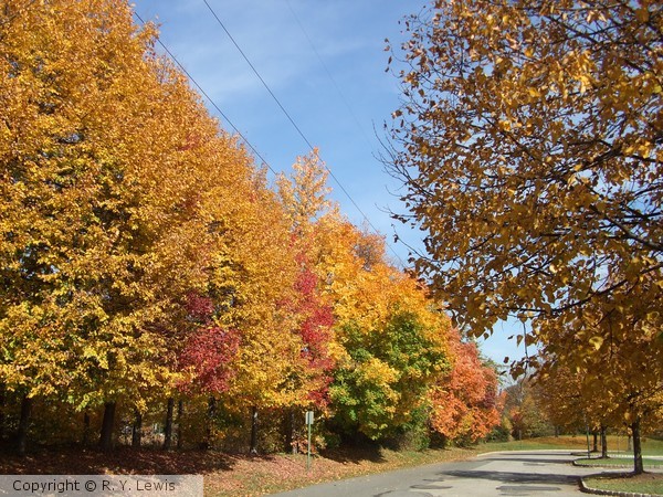Fall Foliage