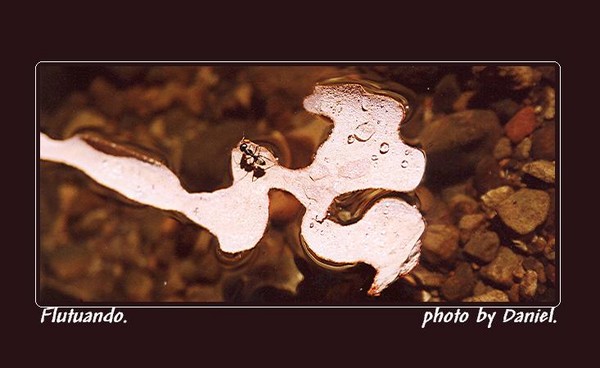 Flutuando(Flotation)