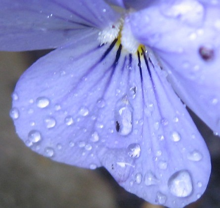 Pansy