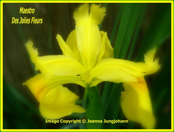 The First Iris