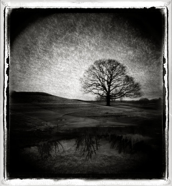 sky entwined