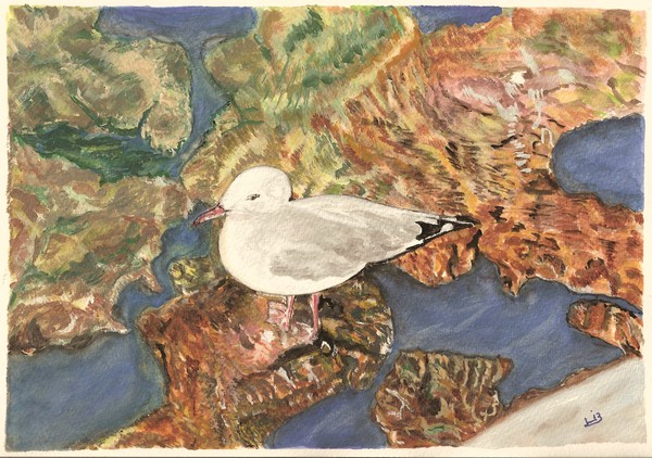 Seagull in North Haven Marina