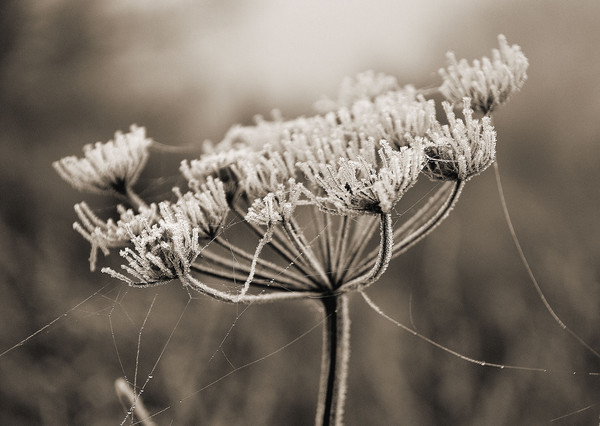Hogweed