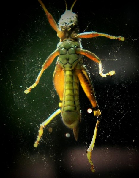 Glass Hopper