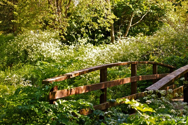  Wild flora by an old bridge !
