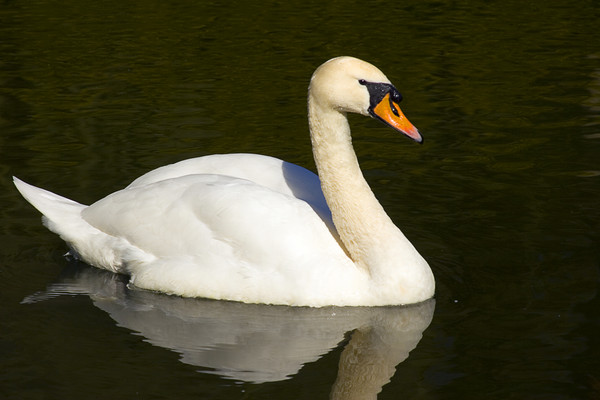 Swan_1