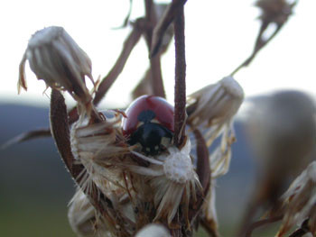 ladyBeettle