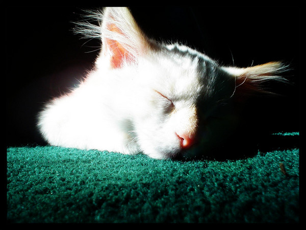 Cat Nap
