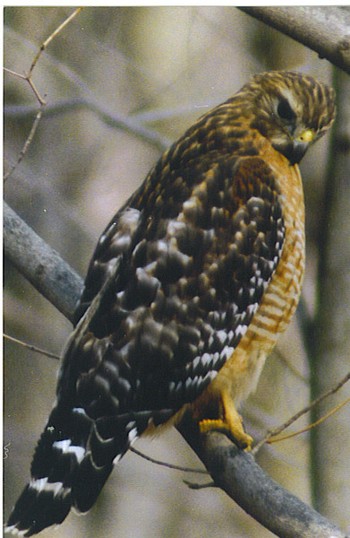 RED SH0ULDER HAWK