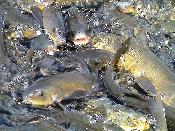 holy fishes