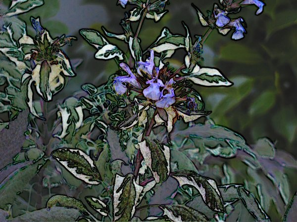 Flowering Sage 4