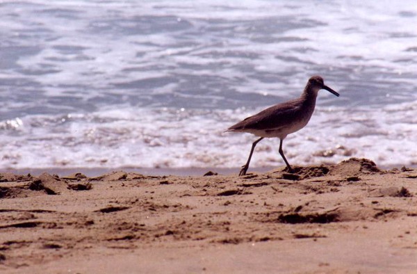 Little sandpiper on the beach