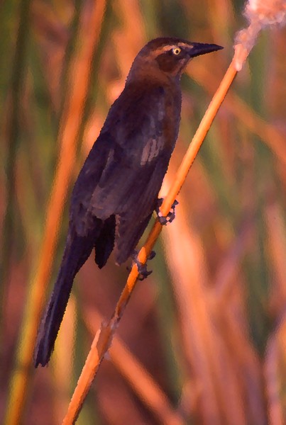 female great-tailed grackle