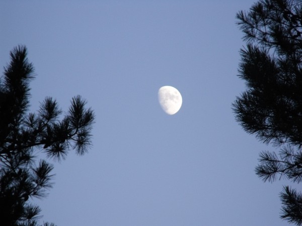 moon n pines