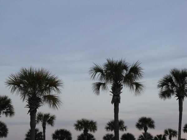 palms