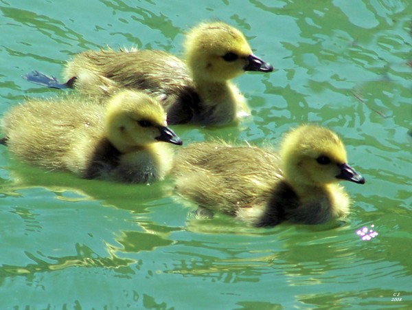 Three Little Ones