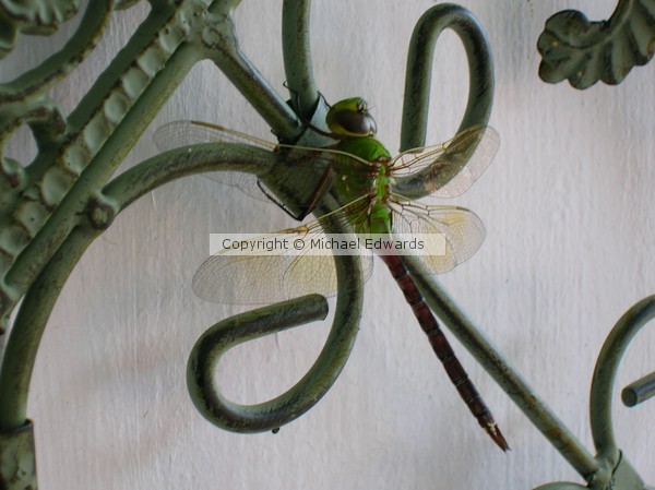 807 - Cold New Orleans Dragonfly!!!