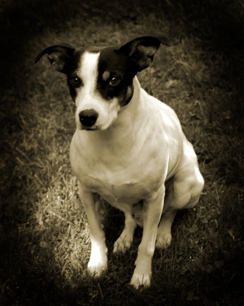 Dog 2