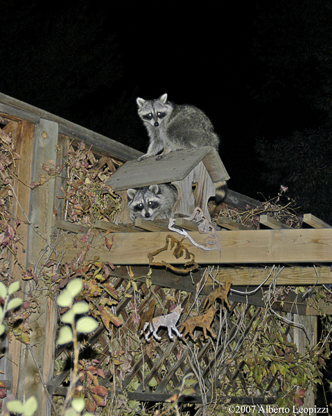 Hanging out