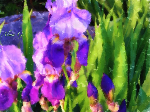     Garden of Iris