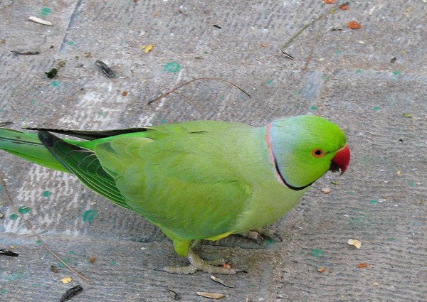 parrot