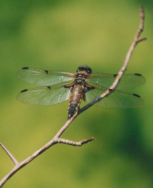 draonfly