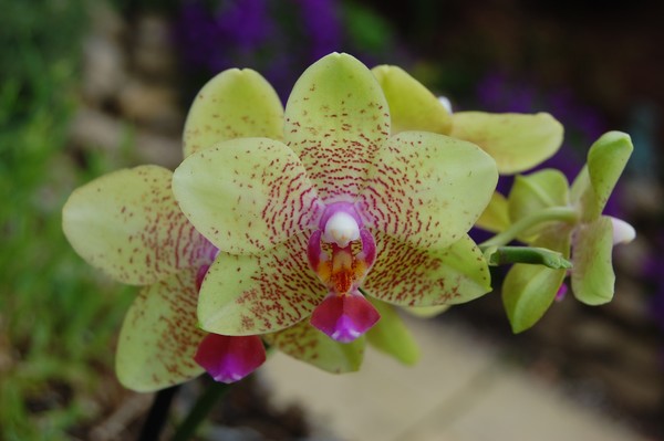 Orchid
