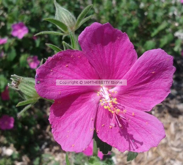 Pink Pretty