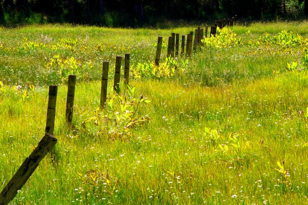 Field of Dreams